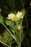 Sulphur cinquefoil